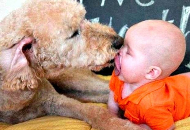 Top 10: Increíbles imágenes del “amor” de los bebés por sus mascotas - Guioteca