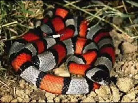 Top 10 Las serpientes más hermosas del mundo - YouTube