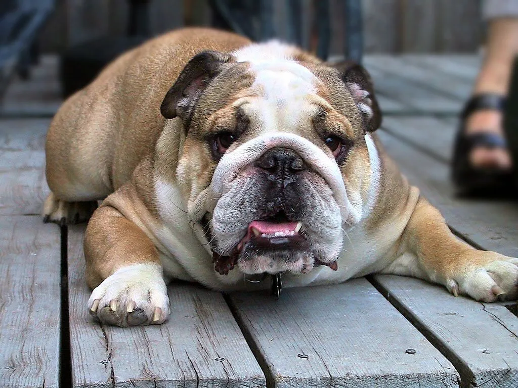 Top 17 Beautiful And Fabulous BULLDOG Wallpapers In HD - Top 17 Beautiful And Fabulous BULLDOG Wallpapers In HD -