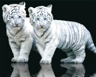 Top especies via de extinción: Tigre de Bengala
