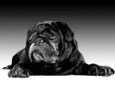 Top Ten der beliebtesten Hunde | Hunde und Welpen Top Ten der beliebtesten Hunde | Hunde und Welpen