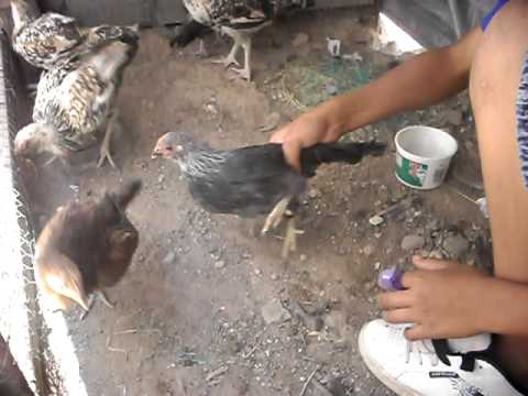 Topeando pollos giros - YouTube