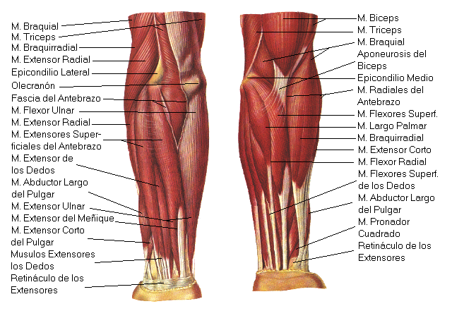 Topografia muscular del Miembro Inferior | Anatomia - Miembros ...