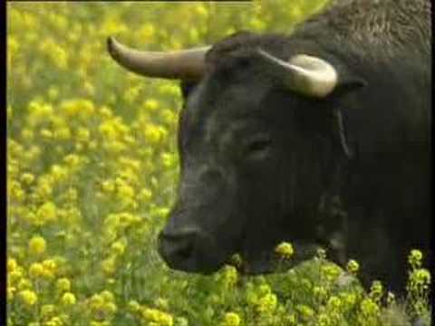 El toro bravo en el campo - YouTube