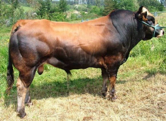 Toro de gran fromato carnicero - Raza Asturiana de los Valles ...