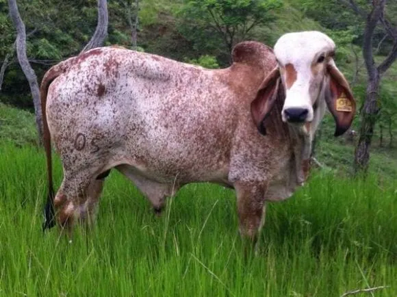 TORO GYR LECHERO - Fotos de ganado del rancho Corpus Christi ...