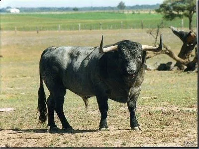 Del toro al infinito: Fin de una era, el toro "Caramelo" / Por ... Del toro al infinito: Fin de una era, el toro "Caramelo" / Por ...