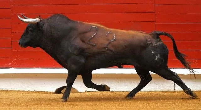 Toro de lidia-corrida | Flickr - Photo Sharing! Toro de lidia-corrida | Flickr - Photo Sharing!