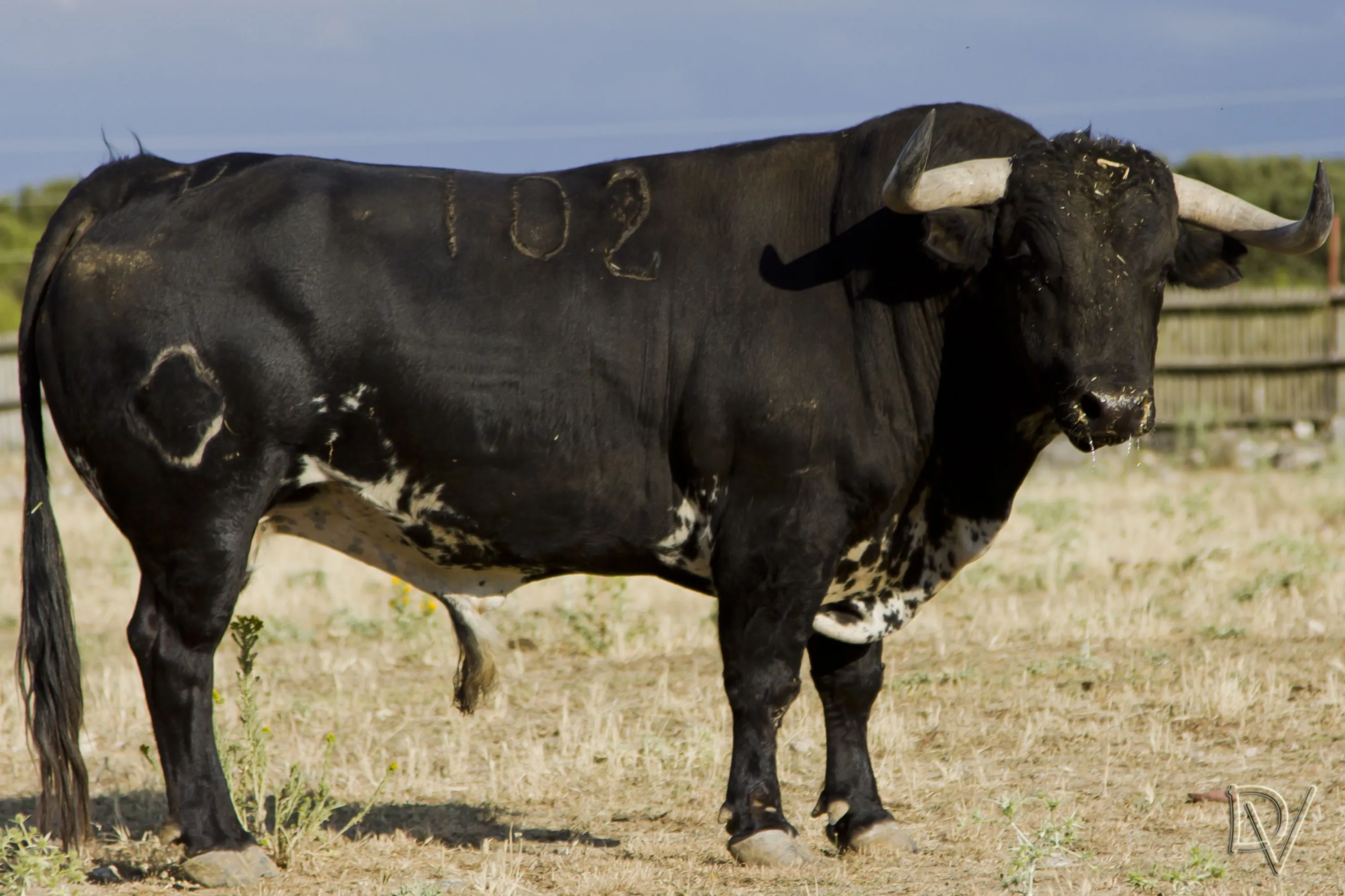TORO PLANCTON 2012 | fotos de Tudela de Duero TORO PLANCTON 2012 | fotos de Tudela de Duero