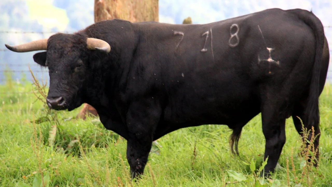 TORO PRENSA PERU: noviembre 2010 TORO PRENSA PERU: noviembre 2010