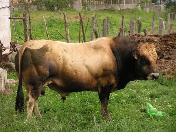 Toro topizado de raza asturiana de los valles - Raza Asturiana de ...