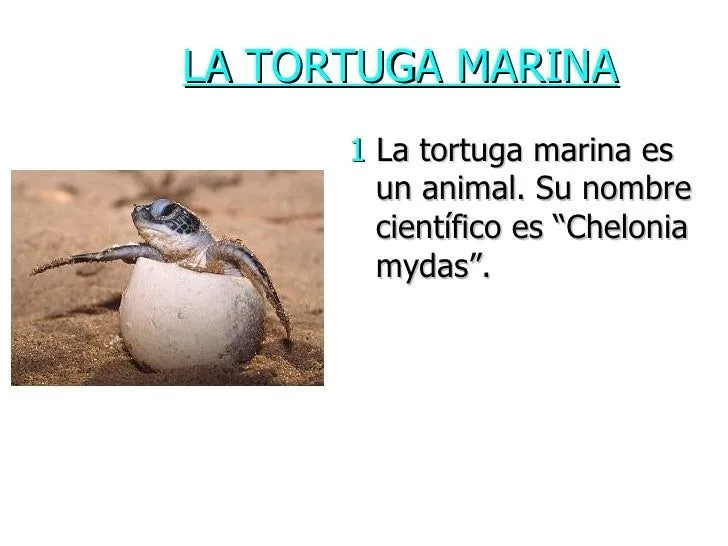 La tortuga marina luisa
