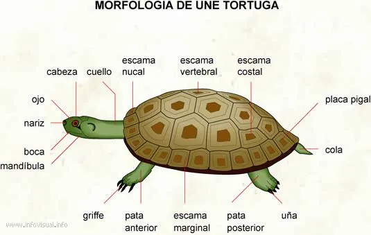 LA TORTUGA MARINA – MARINE TURTLE | Los Animales Acuáticos- The ...
