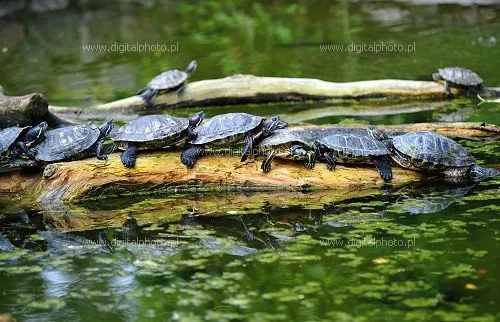 Tortuga de orejas rojas, Tortuga japonesa (Trachemys scripta ... Tortuga de orejas rojas, Tortuga japonesa (Trachemys scripta ...