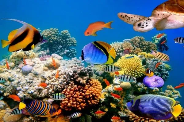 Tortuga y peces de colores en el fondo marino (37204)