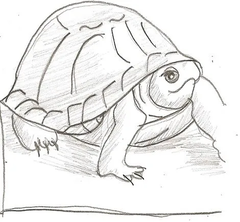 Dibujos de tortugas faciles - Imagui