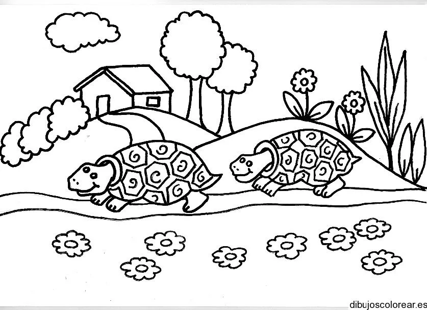 Tortugas | Dibujos para Colorear