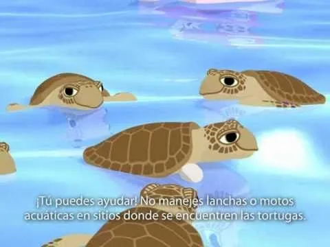 Tortugas Marinas - Debemos protegerlas. - YouTube