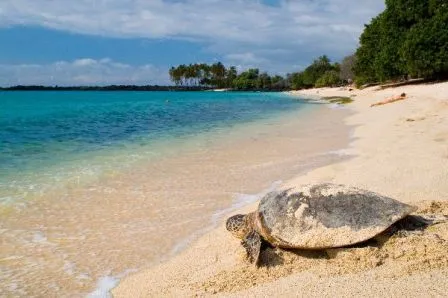 Tortugas marinas en peligro de extinción » TORTUGAMARINAPEDIA