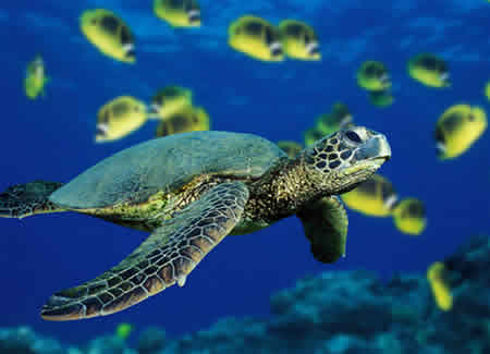 las tortugas marinas y terrestres: LAS TORTUGAS