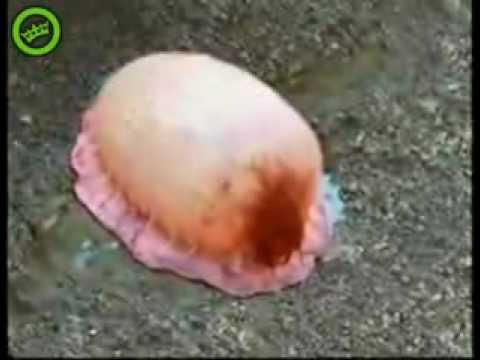 Totally weird - New anus jellyfish like species found in Japan ...