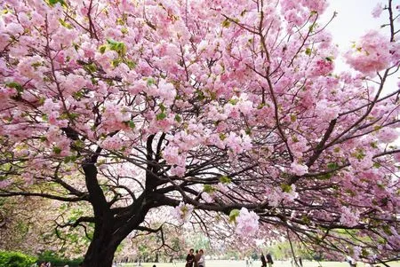 TotusBit: La primera floración de los Sakuras de Santiago