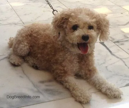 Toy Poodle Dog Breed Information and Pictures