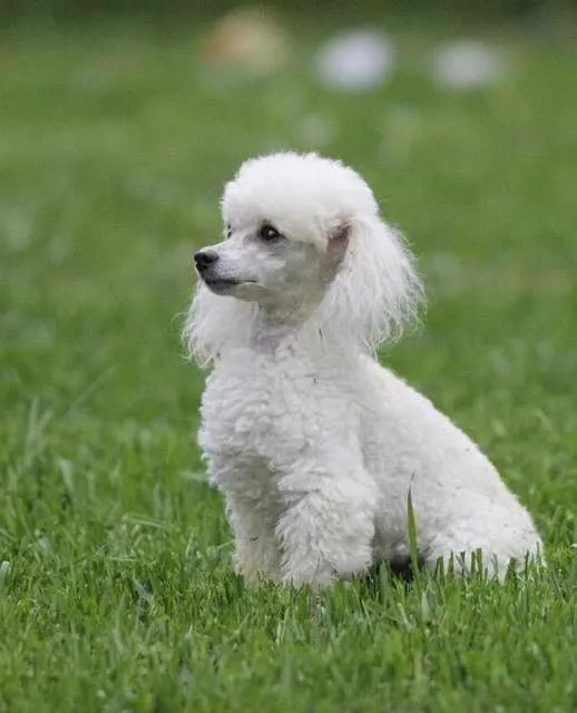 Toy Poodles on Pinterest | Standard Poodles, Poodle Grooming and ...