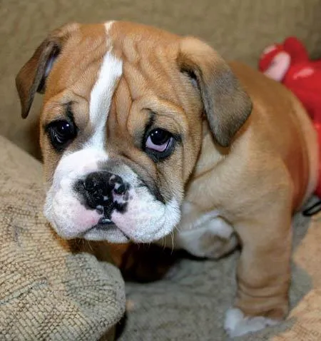 Trader Joe's Tuesday: Billy the Old Town Bulldog - Be Nice to Mama Trader Joe's Tuesday: Billy the Old Town Bulldog - Be Nice to Mama