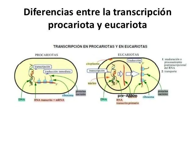 transcripsion-en-eucariotas1-5 ...