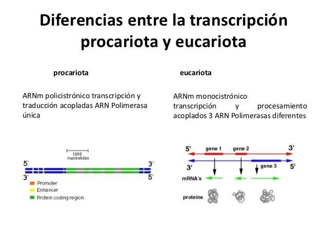 transcripsion-en-eucariotas1-6 ...