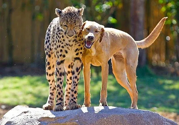 Travel Report 15 Extrañas parejas de distintos animales que te ... Travel Report 15 Extrañas parejas de distintos animales que te ...