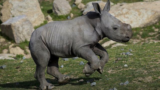 Las travesuras de un bebé rinoceronte - BBC Mundo - Video y Fotos