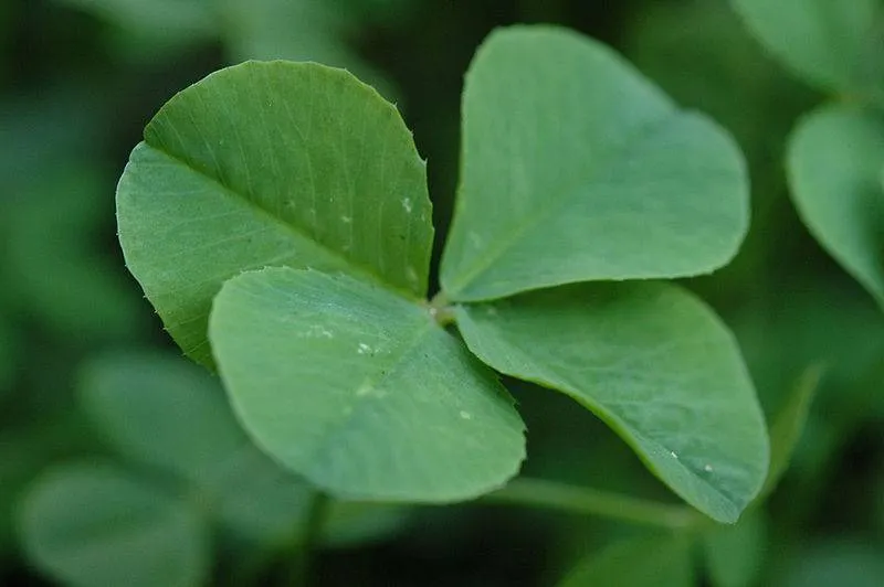Trébol de 4 hojas como amuleto de buena suerte - Innatia.com
