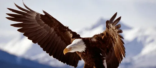TreeCreativity.com: El vuelo del Águila