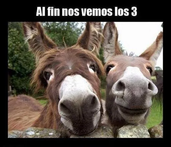 Tres-burros.jpg