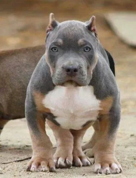 Tricolor pitbull bully pup. | Doggies | Pinterest | Bullies ...