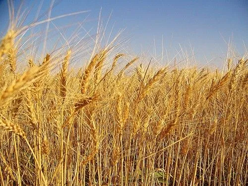 El trigo y la cizaña | IGLESIANDO