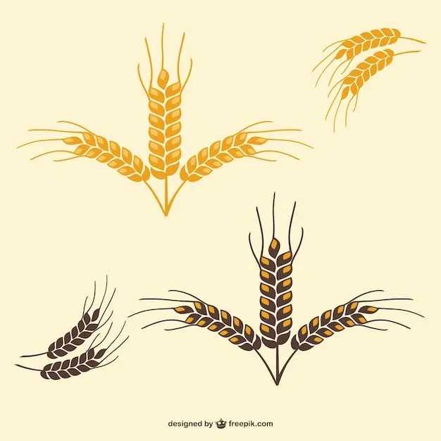 trigo, el cultivo a campo | Descargar Fotos gratis