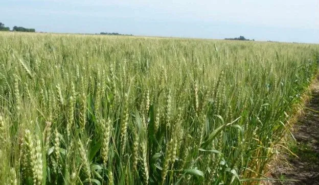 El trigo, la “vedette” del 2014 | Supercampo El trigo, la “vedette” del 2014 | Supercampo