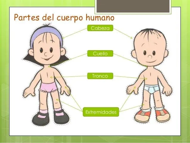 Tronco del cuerpo humano para niños - Imagui