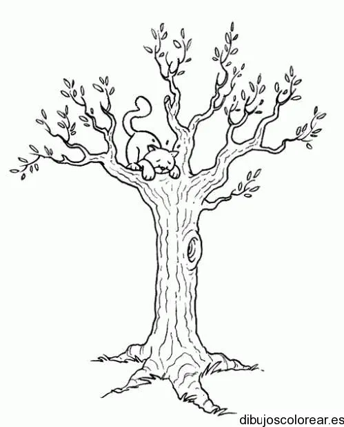 Dibujo de un gato sobre un árbol | Dibujos para Colorear