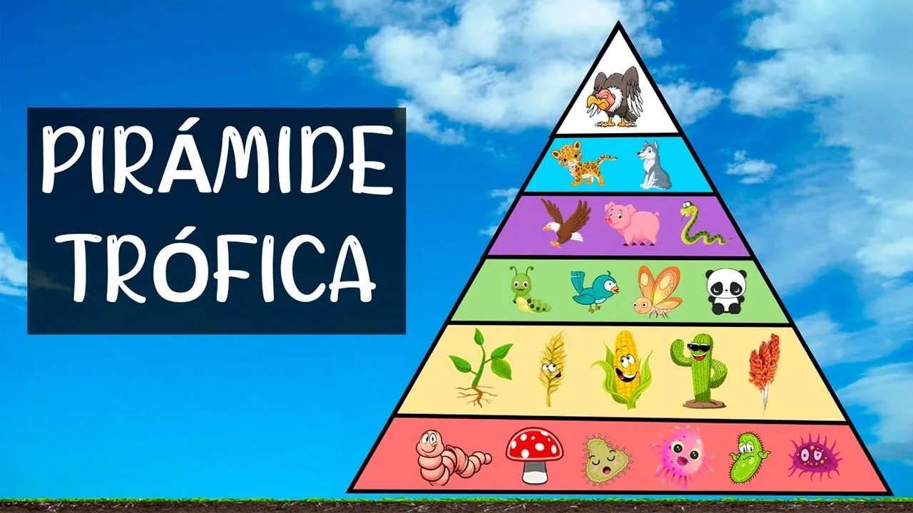 Trophic pyramid, how it is formed and what are its levels of organization  in an ecosystem - YouTube