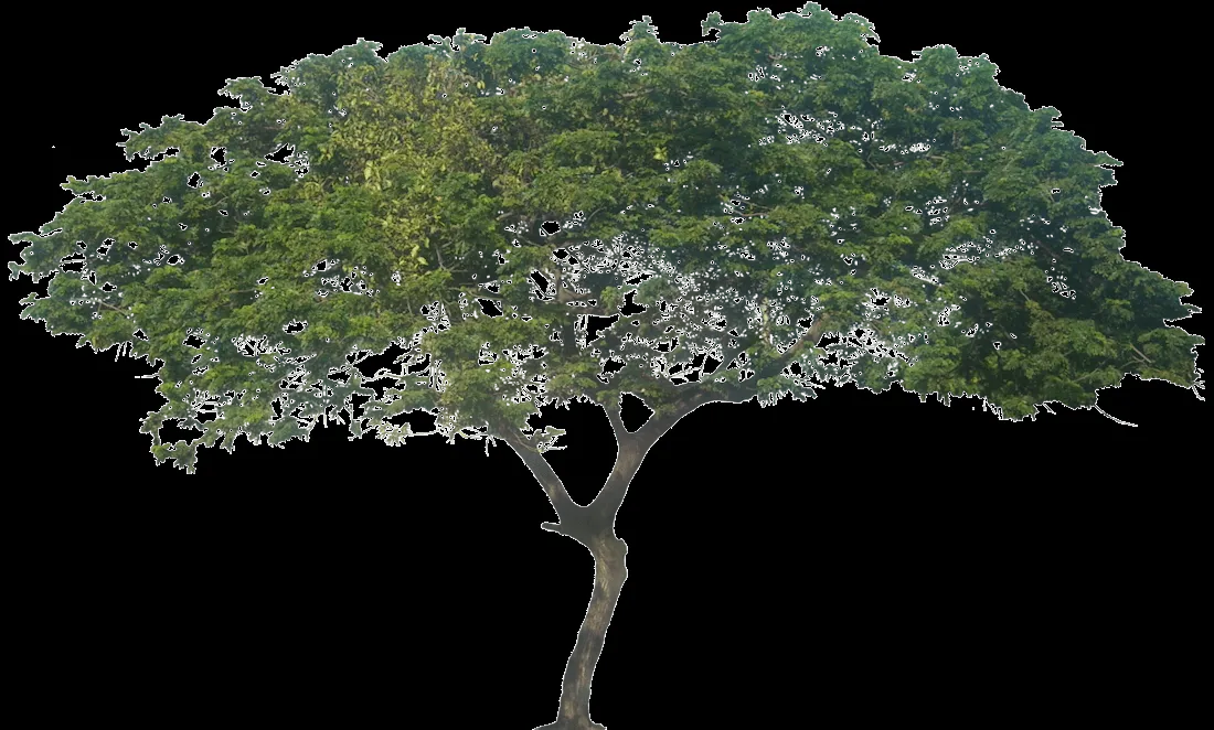 Tropical Plant Pictures: Albizia saman or Samanea Saman (Rain Tree) Tropical Plant Pictures: Albizia saman or Samanea Saman (Rain Tree)
