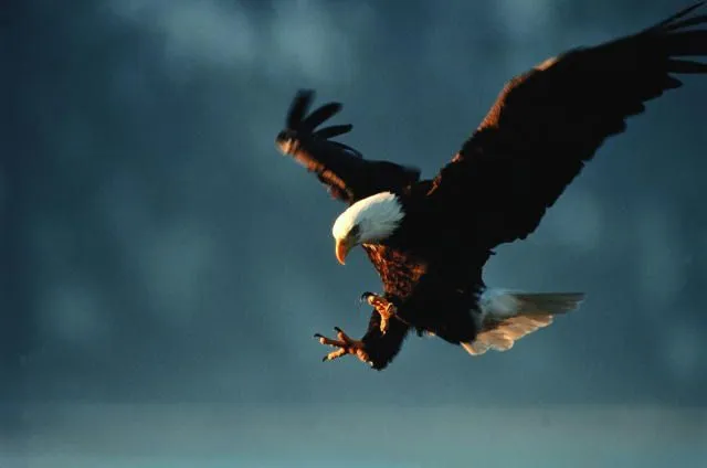 Trotando y rotando por el mundo!: El águila que aprendió a carroñear