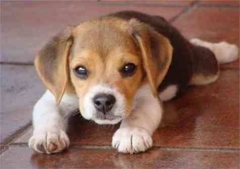 Trucos para enseñarle a un Beagle cachorro - Mascotalia