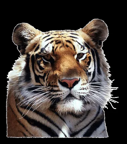 Tubes e imágenes de tigres y leopardos para imprimir : Blog de ...