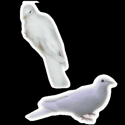 imagenes de palomas blancas para su libre uso