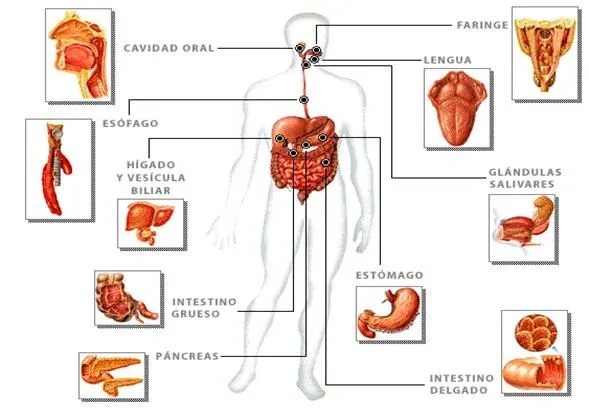 Tubo Digestivo (Imágenes) | Portafolio de Evidencias Fisiologia ...