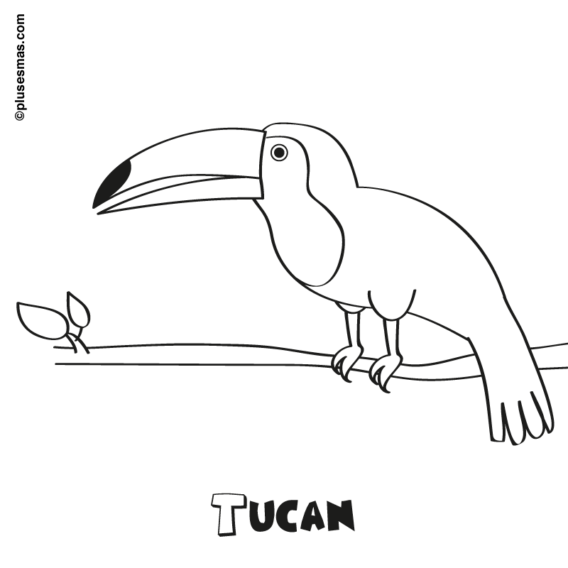 Tucán para colorear. Colorear con niños. Ocio en casa. Plusesmas.com Tucán para colorear. Colorear con niños. Ocio en casa. Plusesmas.com